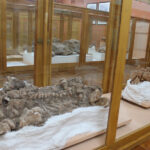 Fósseis em exposição no Museu Vicente Pallotti. Foto: Daiane Spiazzi